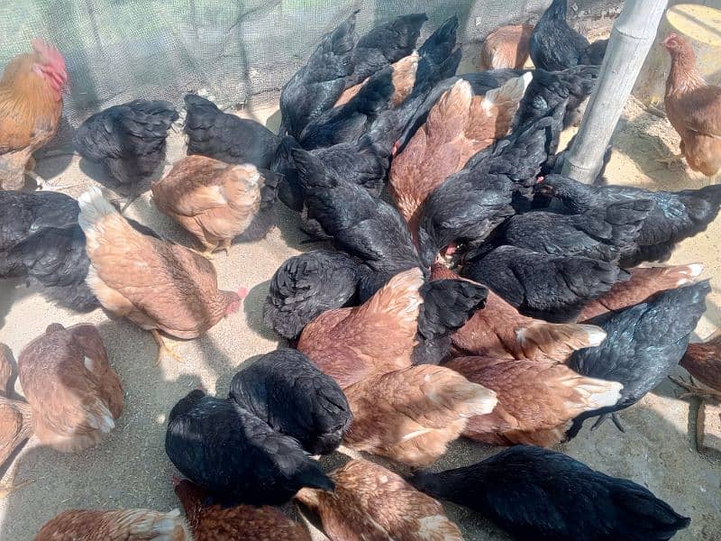 Lohman starter+ egg laying  fresh murgyan for sale. 100% Desi eggs 3