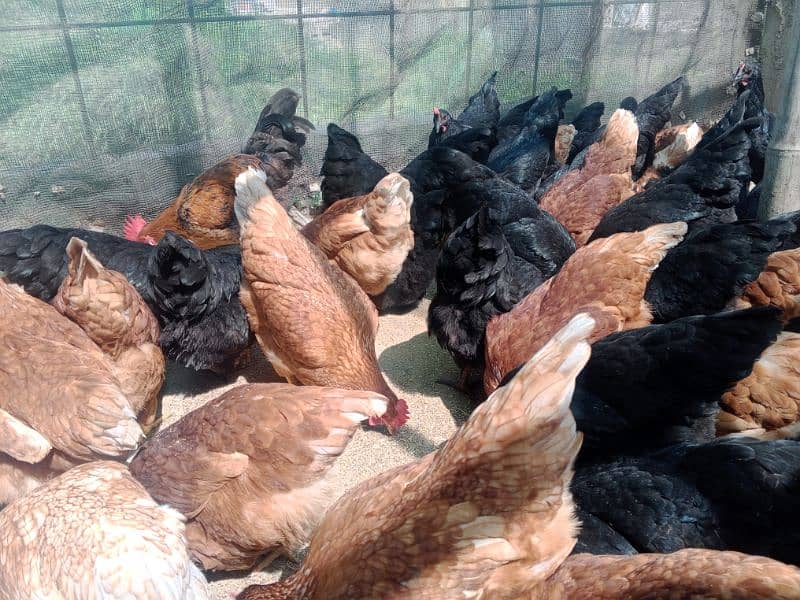 Lohman starter+ egg laying  fresh murgyan for sale. 100% Desi eggs 4