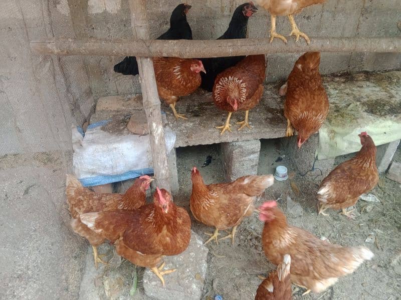 Lohman starter+ egg laying  fresh murgyan for sale. 100% Desi eggs 5