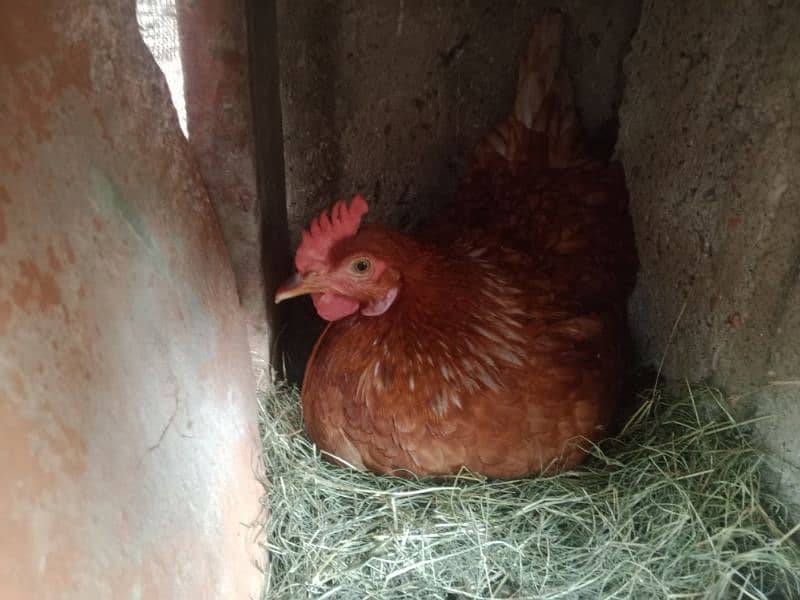 Lohman starter+ egg laying  fresh murgyan for sale. 100% Desi eggs 6