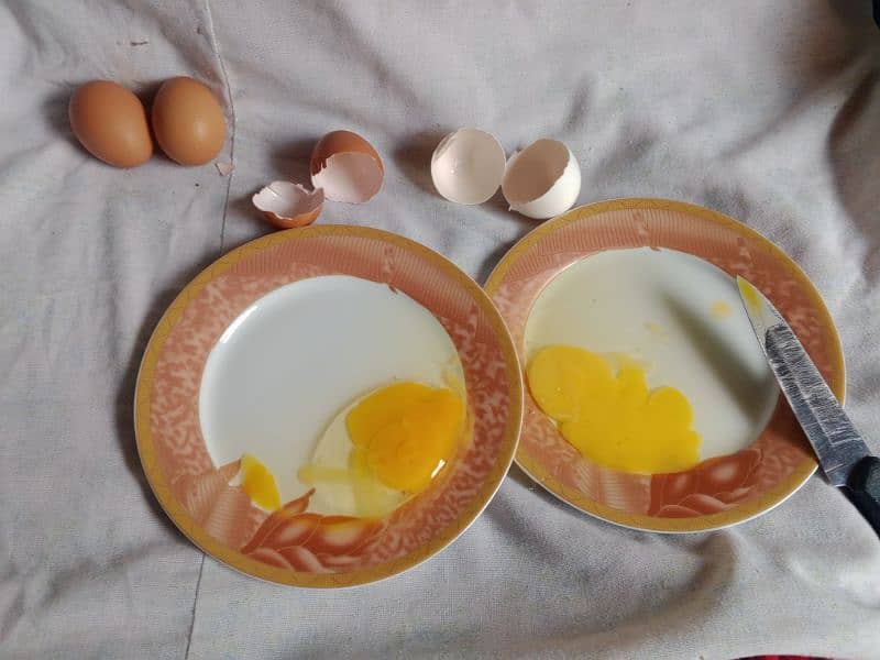 Lohman starter+ egg laying  fresh murgyan for sale. 100% Desi eggs 8