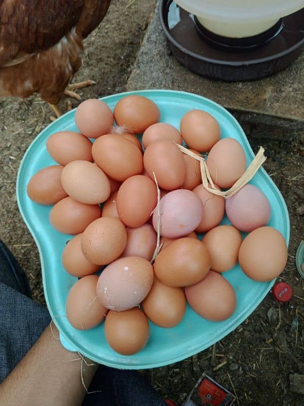 Lohman starter+ egg laying  fresh murgyan for sale. 100% Desi eggs 9