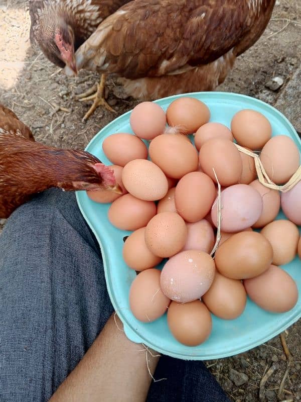 Lohman starter+ egg laying  fresh murgyan for sale. 100% Desi eggs 10