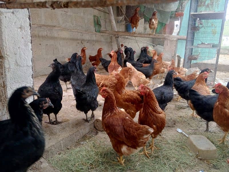 Lohman starter+ egg laying  fresh murgyan for sale. 100% Desi eggs 11