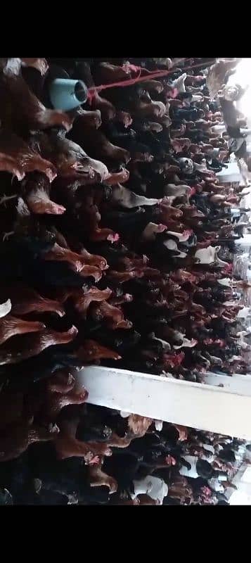 Lohman starter+ egg laying  fresh murgyan for sale. 100% Desi eggs 12