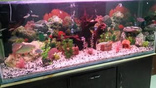 Aquarium Complete Service and cleaning by Aquatic Aquarium 0