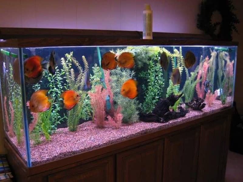 Aquarium Complete Service and cleaning by Aquatic Aquarium 7