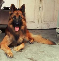 Pink Pedigree German Shepherd Male