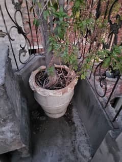 outdoor plants  herb plant fruit plant