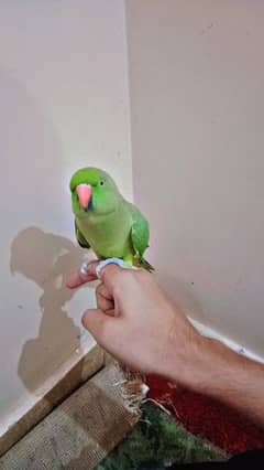 parrot (Ringneck) female