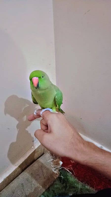 parrot (Ringneck) female 0