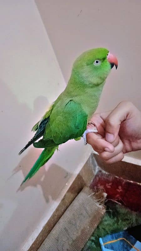 parrot (Ringneck) female 1