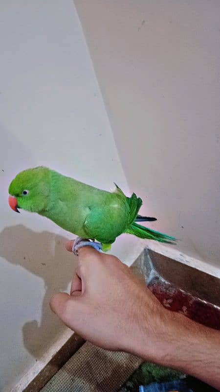 parrot (Ringneck) female 2