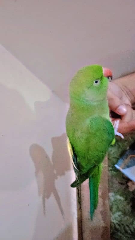 parrot (Ringneck) female 3