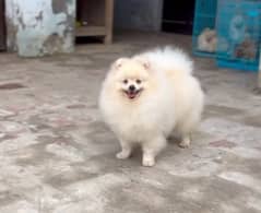 imported beautiful pomeranian dogs