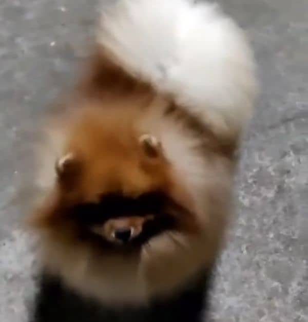 imported beautiful pomeranian dogs 1