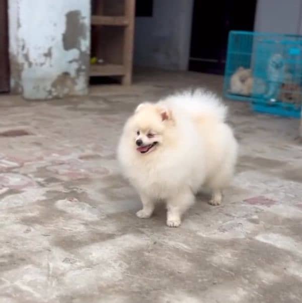 imported beautiful pomeranian dogs 2