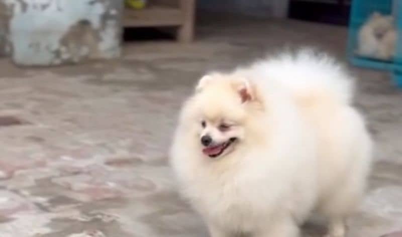 imported beautiful pomeranian dogs 4