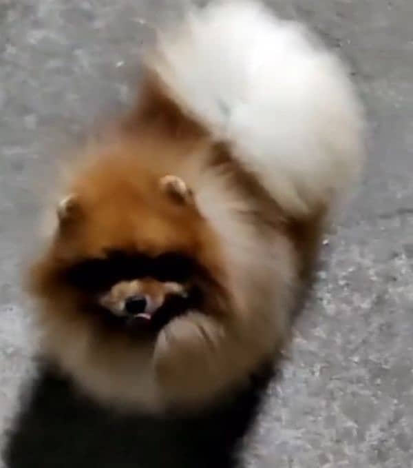 imported beautiful pomeranian dogs 5