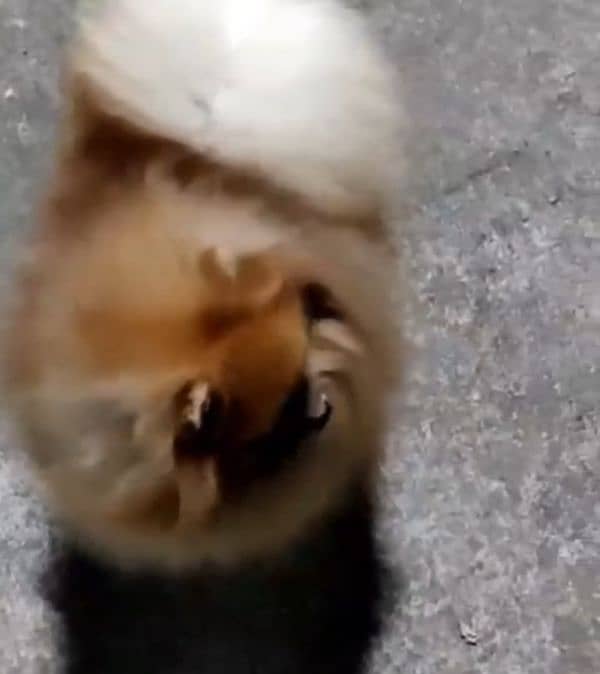 imported beautiful pomeranian dogs 6