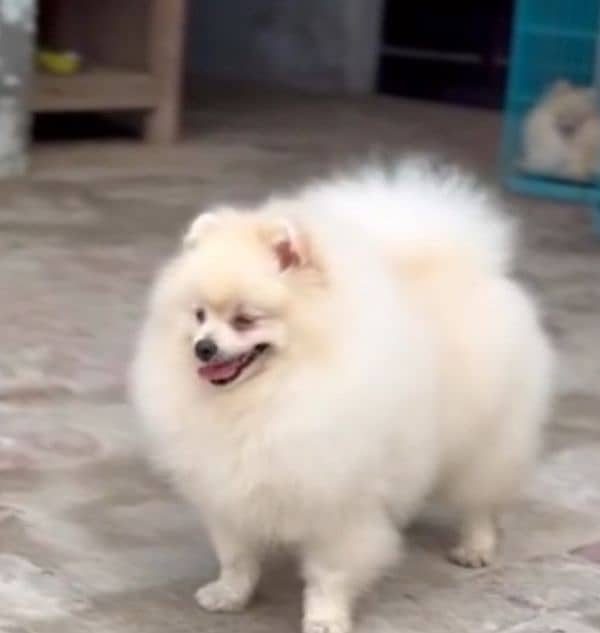 imported beautiful pomeranian dogs 7