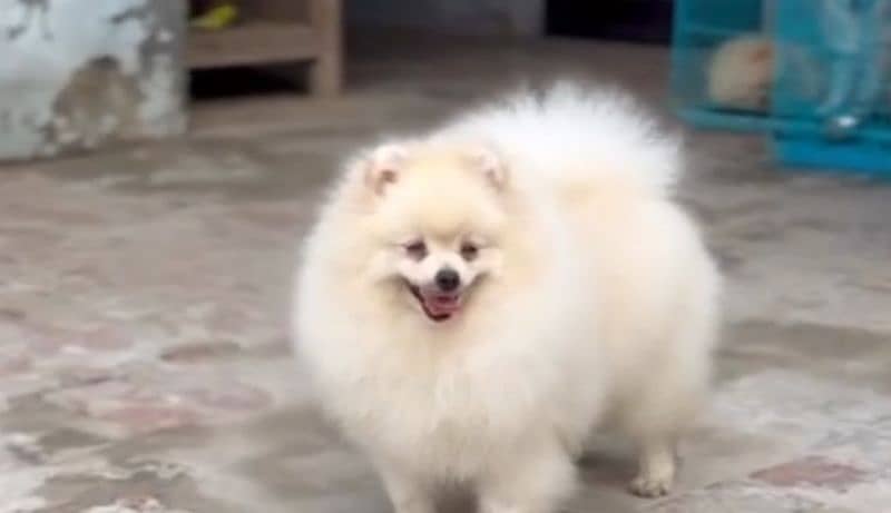 imported beautiful pomeranian dogs 8