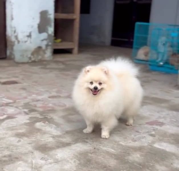 imported beautiful pomeranian dogs 9