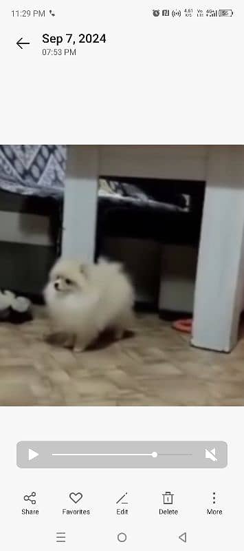 imported beautiful pomeranian dogs 10