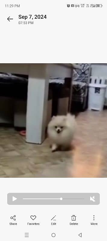 imported beautiful pomeranian dogs 11