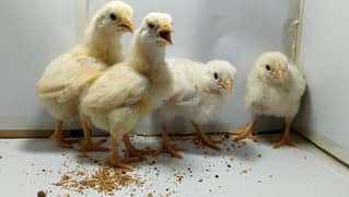 Heera Aseel chicks home breed