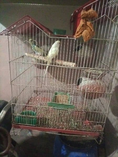 cage with birds 1