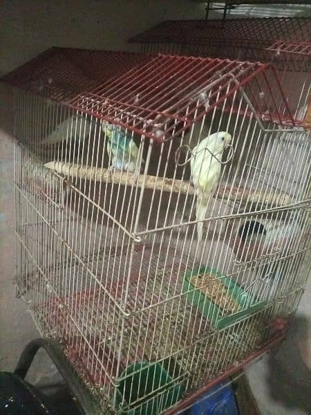 cage with birds 4