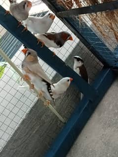 some home bread birds for sale