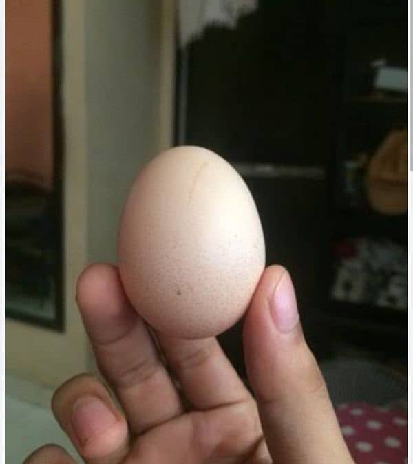 aseel eggs for sell 2