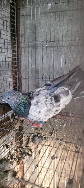 pigeon 11