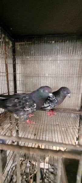 pigeon 14