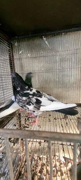 pigeon 15