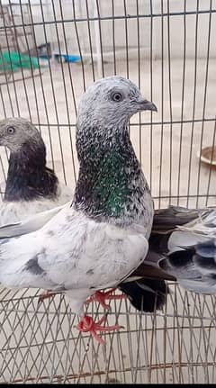 pigeon