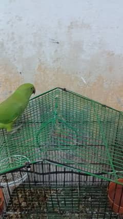 5 to 6 months ringneck parrot