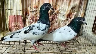 Pigeon for sale/ Imdaad Hussain 03214158511 0