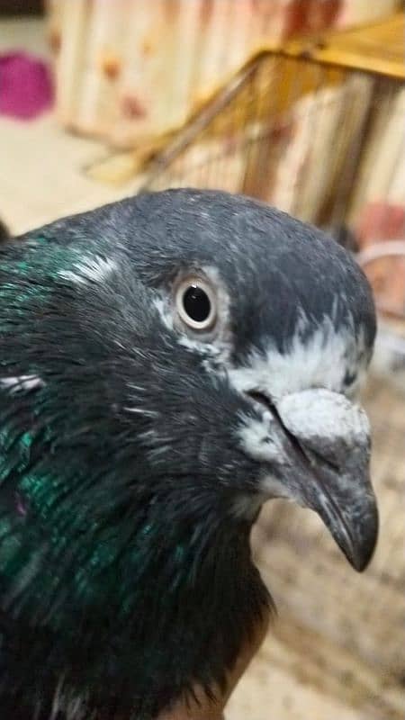 Pigeon for sale/ Imdaad Hussain 03214158511 1