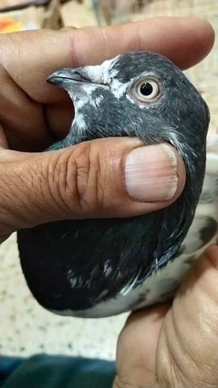 Pigeon for sale/ Imdaad Hussain 03214158511 2