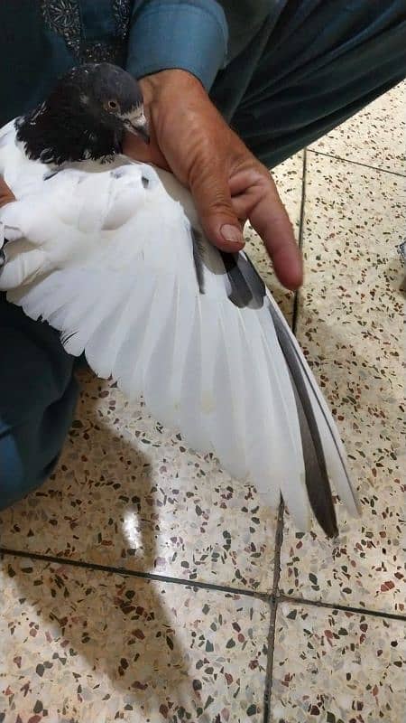 Pigeon for sale/ Imdaad Hussain 03214158511 5