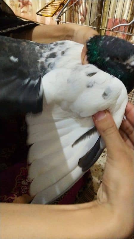 Pigeon for sale/ Imdaad Hussain 03214158511 6