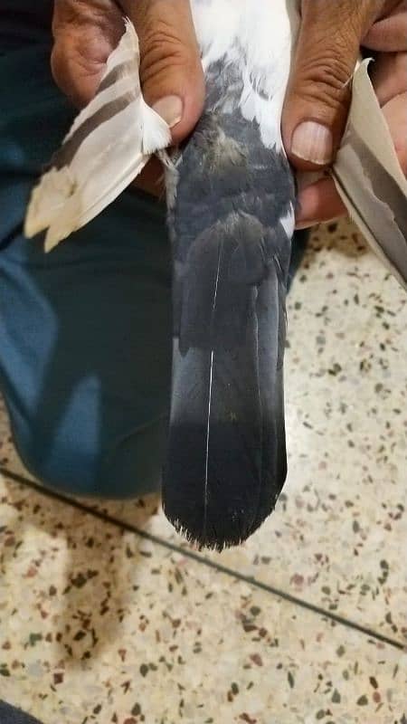 Pigeon for sale/ Imdaad Hussain 03214158511 7