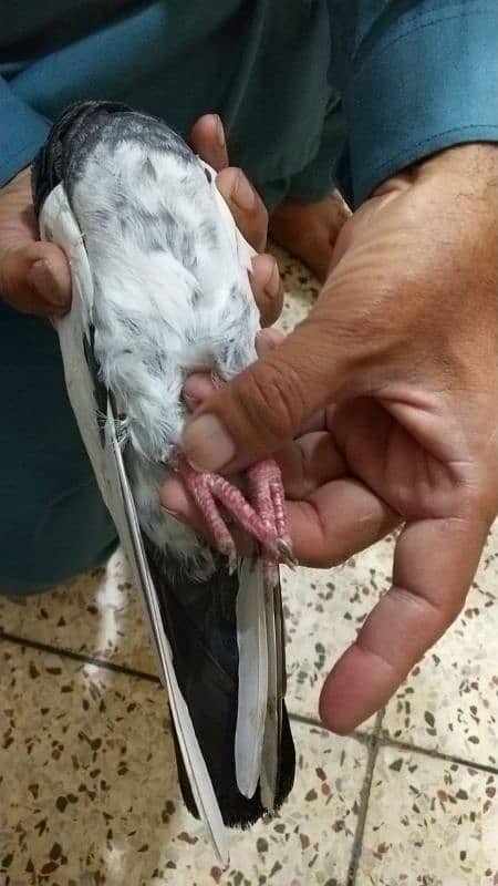 Pigeon for sale/ Imdaad Hussain 03214158511 8