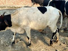 Cow Sale in Lahore 0