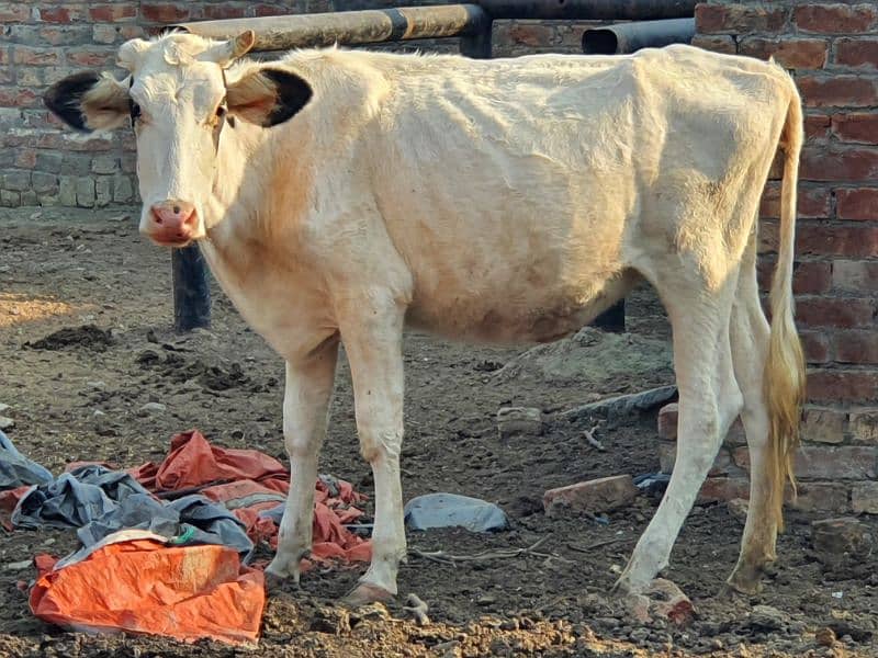 Cow Sale in Lahore 1