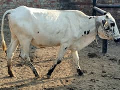 Cow (Heifer - First Timer) Sale in Lahore