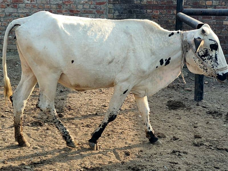 Cow Sale in Lahore 2